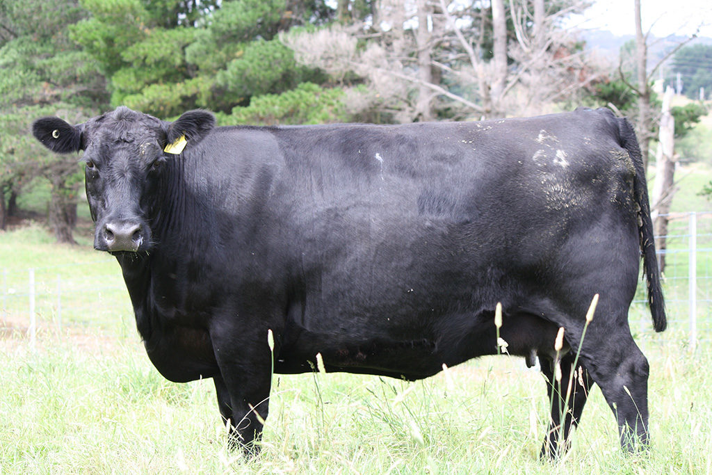 A Karoo donor cow, A64.