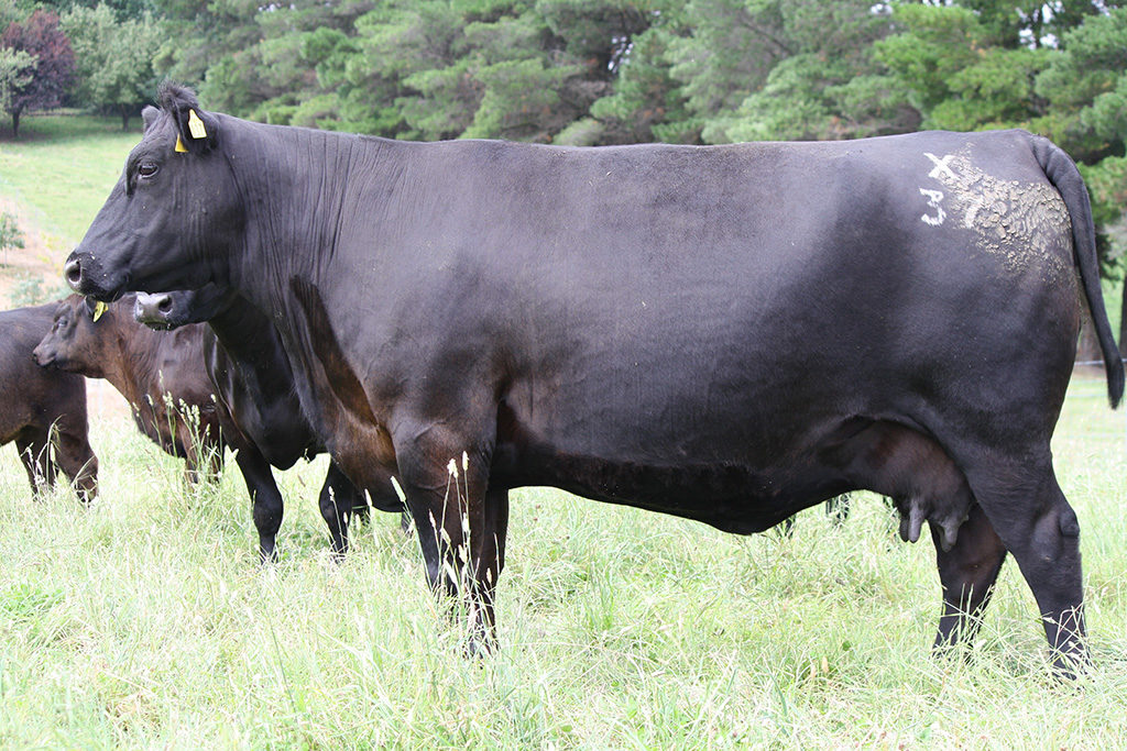 A Karoo donor cow, X37.