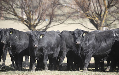 our-cattle our-cattle