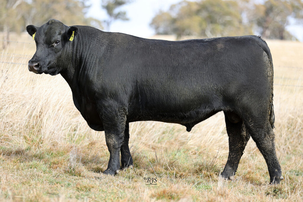 LOT 31 - NEN21S188