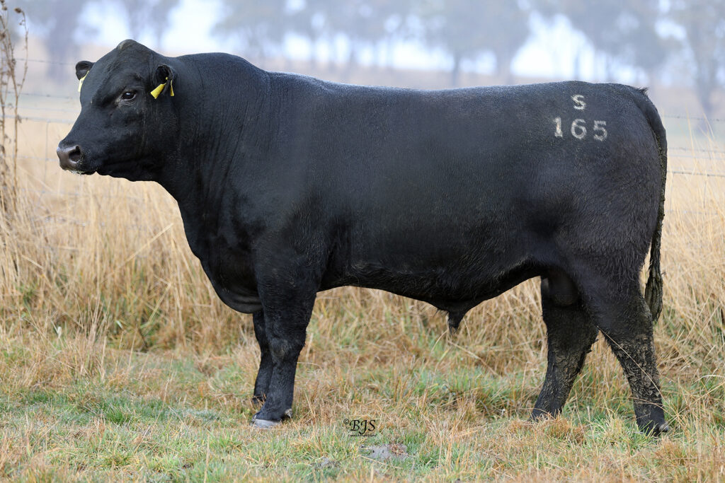 LOT 4 - NEN21S165