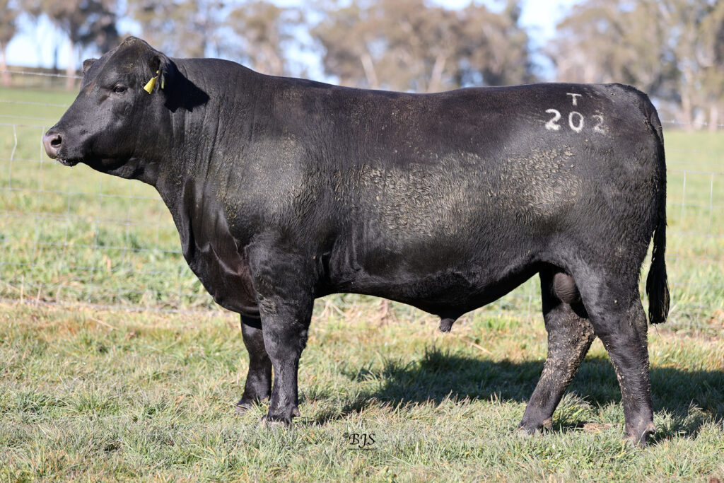LOT 11-NEN22T202