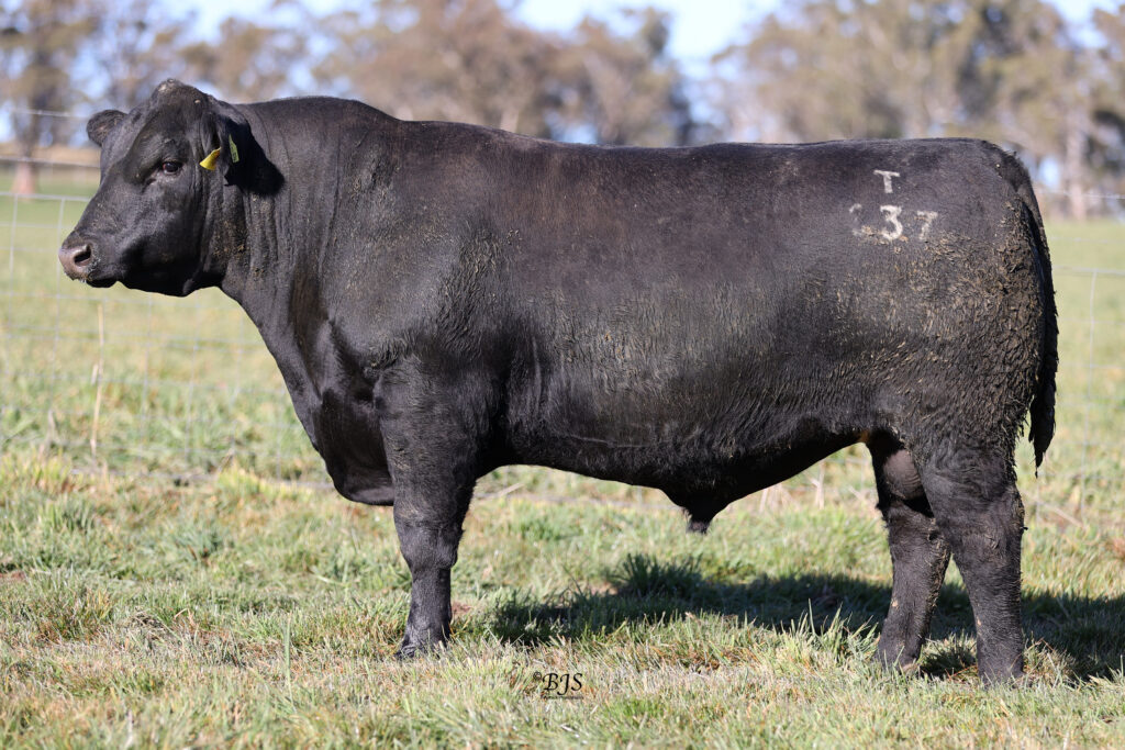  LOT 14-NEN22T137