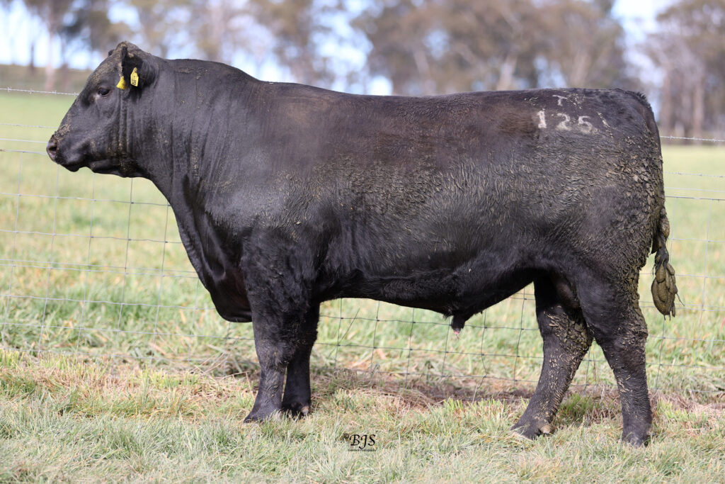  LOT 17-NEN22T125