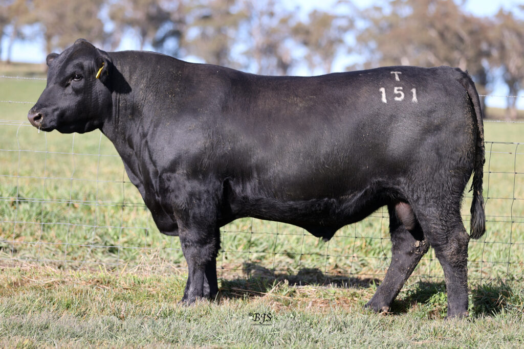 LOT 2 - NEN22T151