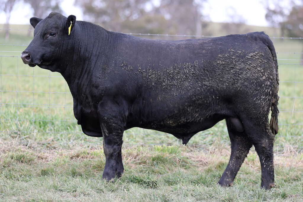 LOT 25-NEN23U37