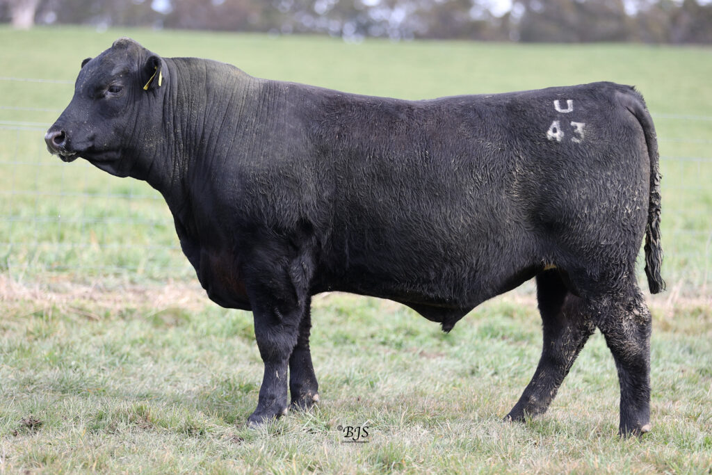  LOT 27-NEN23U43