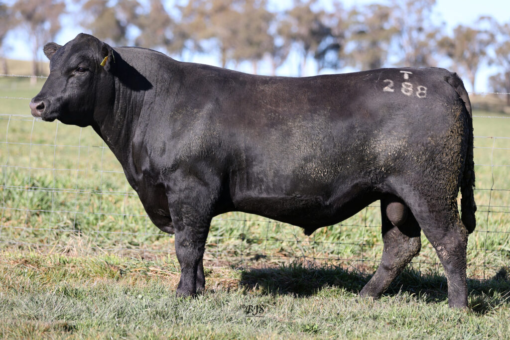 LOT 31-NEN22T288