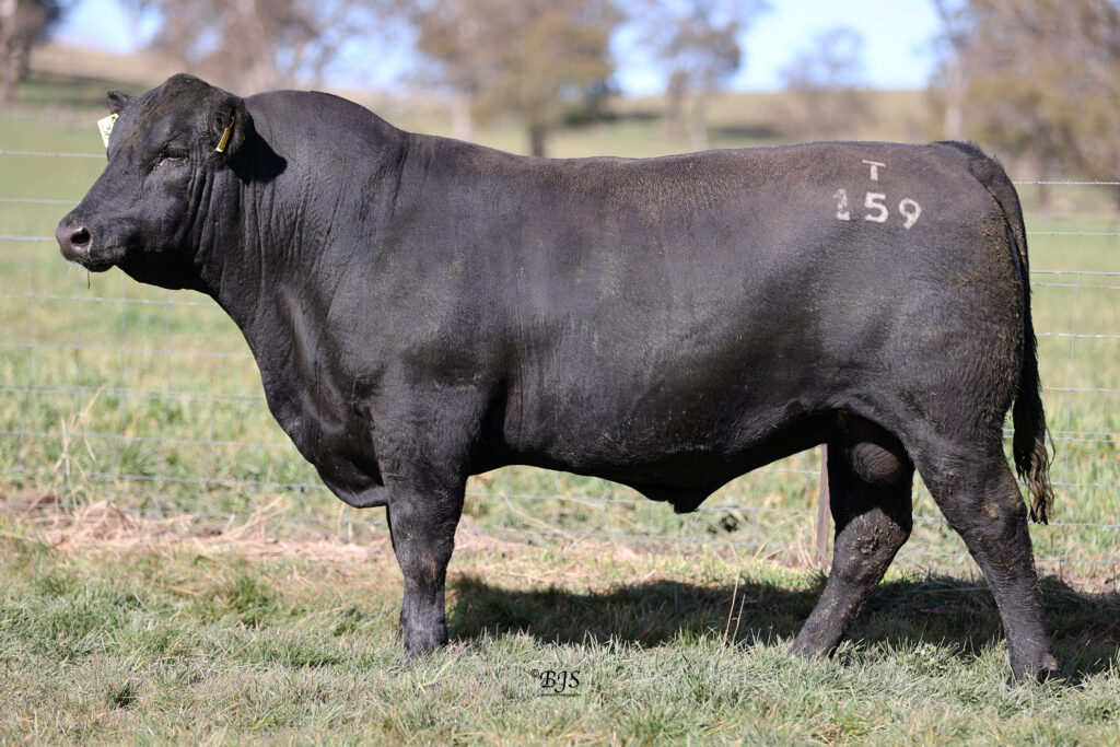 LOT 36-NEN22T159