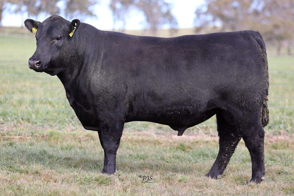 LOT 37-NEN22T217
