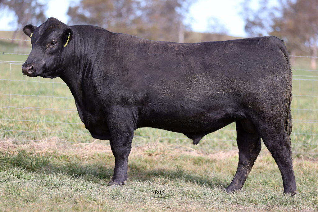 LOT 39-NEN22T299