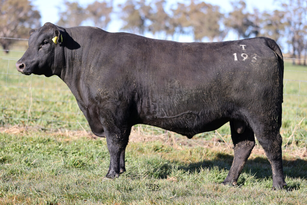 LOT 40-NEN22T193