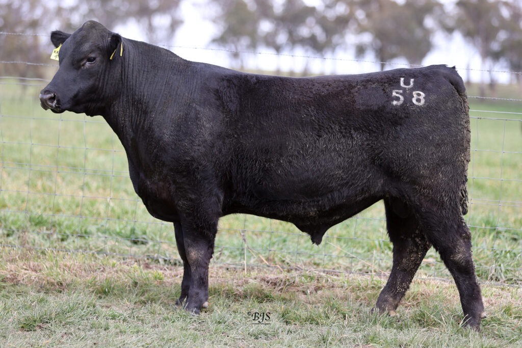 LOT 49-NEN23U58