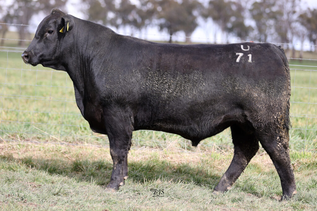 LOT 51-NEN23U71