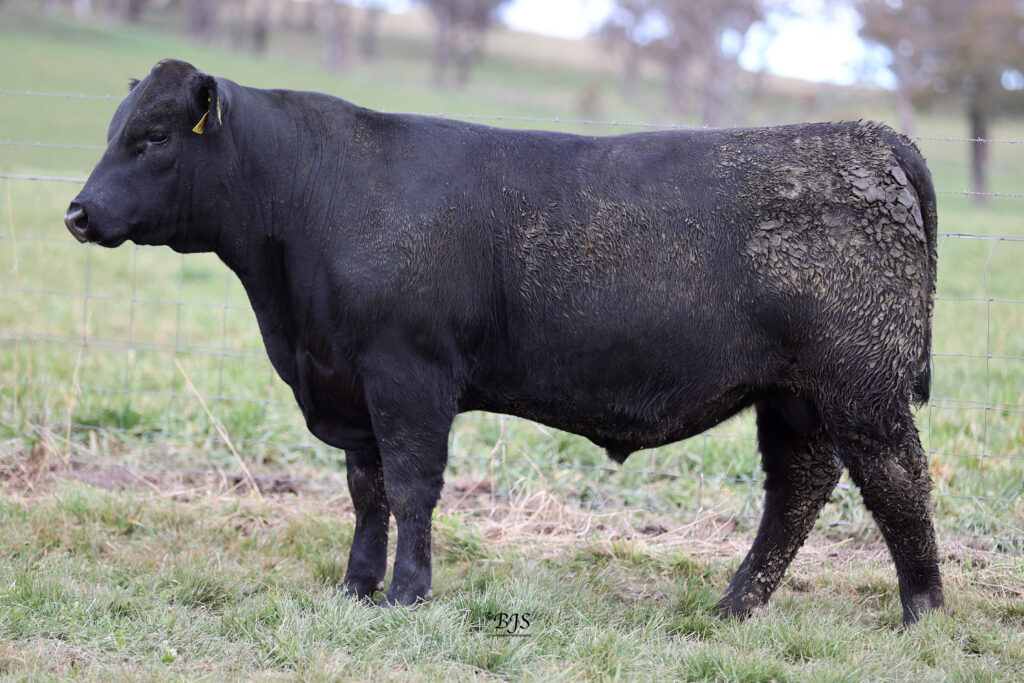 LOT 52-NEN23U34
