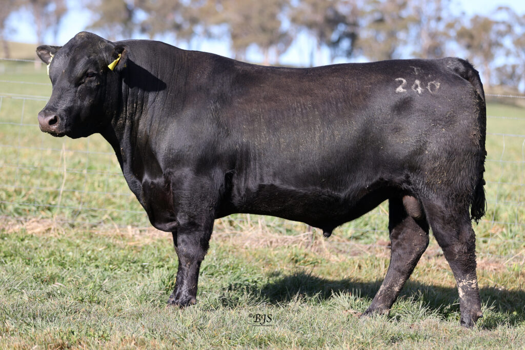 LOT 7-NEN22T240