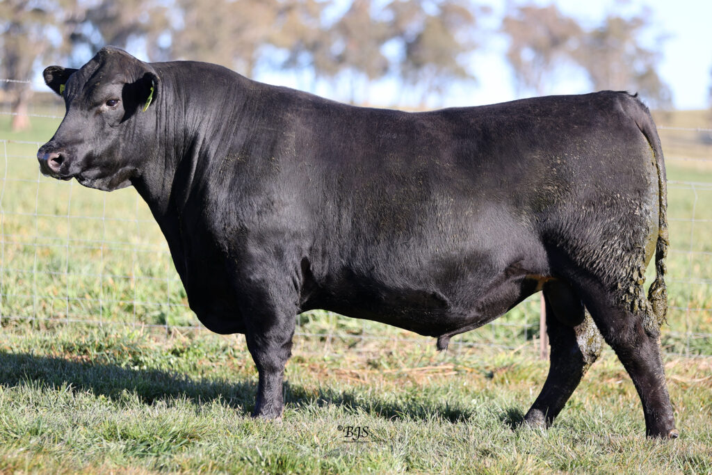 LOT 15 -NEN22T109