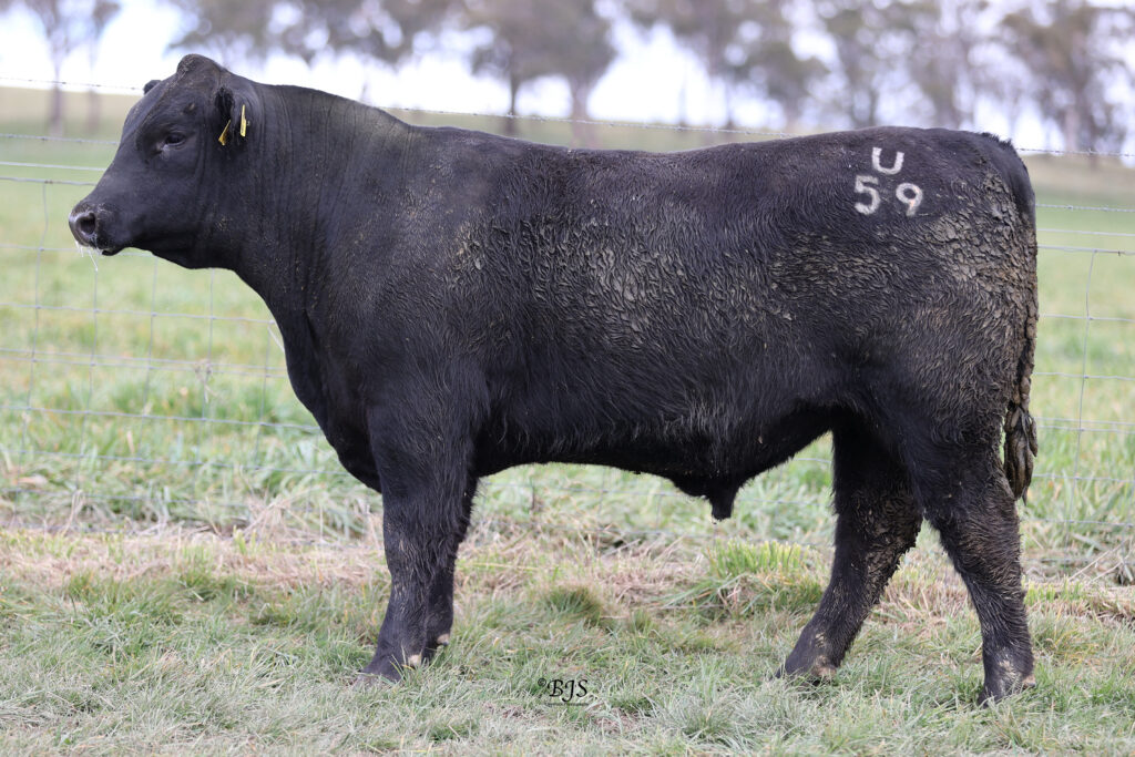 LOT 56 -NEN23U59